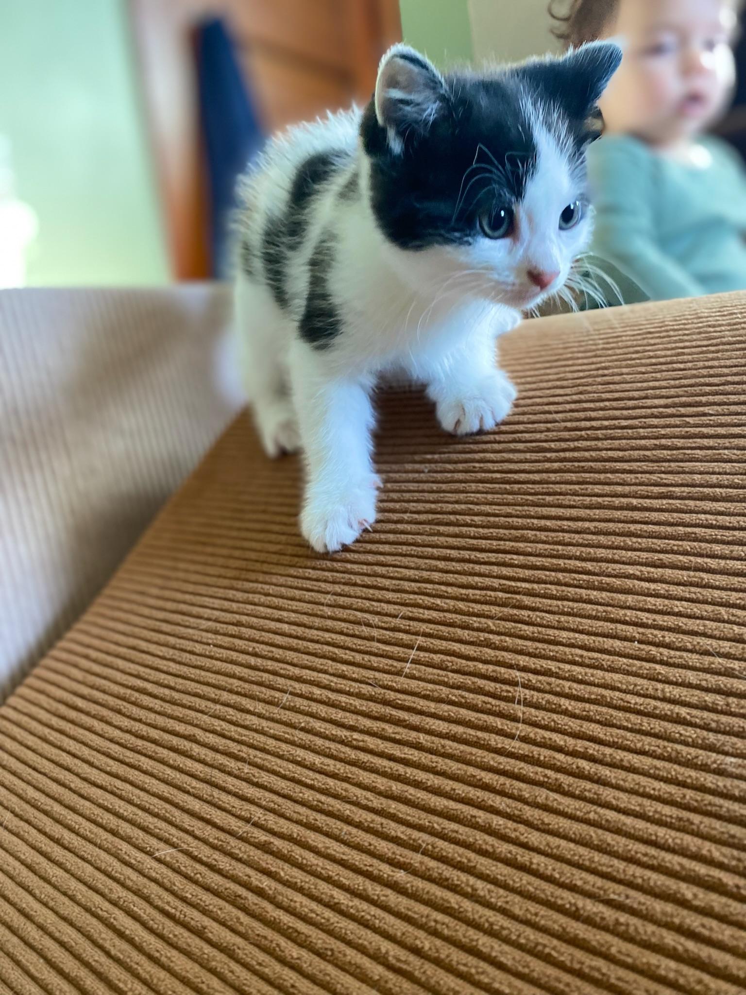 Enlarge Guac, a ADOPTABLE Domestic Medium Hair in Amboy, IL image 2/3