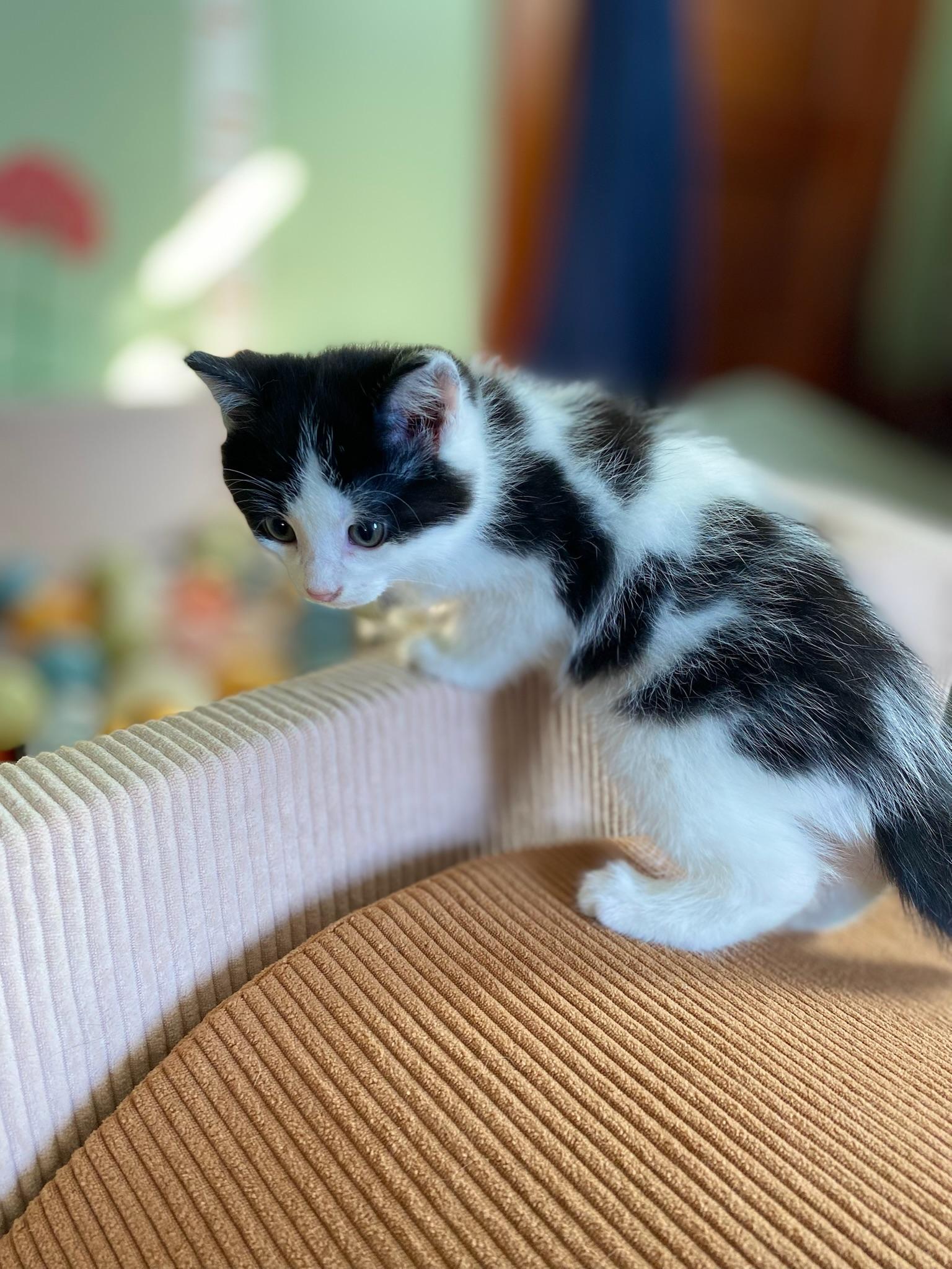 Enlarge Guac, a ADOPTABLE Domestic Medium Hair in Amboy, IL image 3/3