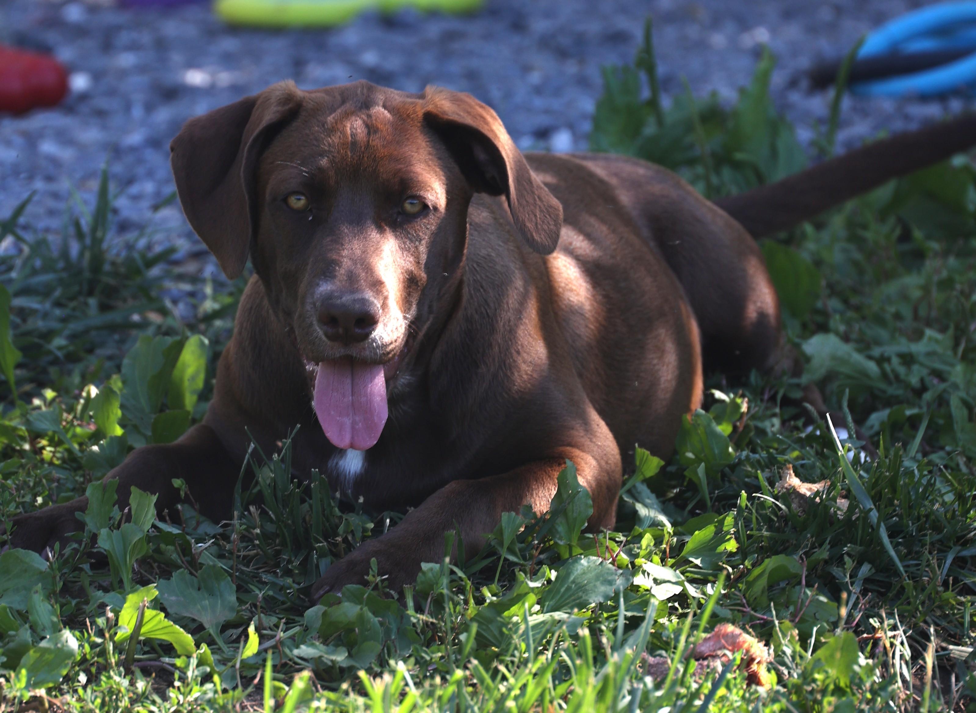 Enlarge Rosie-Available www.lhar.dog to apply, an adoptable mixed breed in Frederick, MD image 2/6