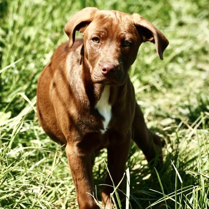 Enlarge Rosie-Available! www.lhar.dog to apply! , an adoptable mixed breed in Frederick, MD image 1/5