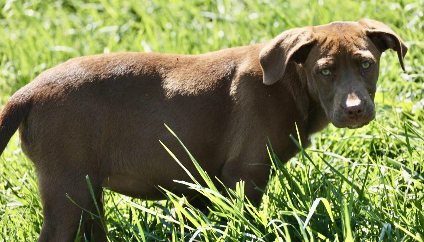 Enlarge Rosie-Available! www.lhar.dog to apply! , an adoptable mixed breed in Frederick, MD image 4/5