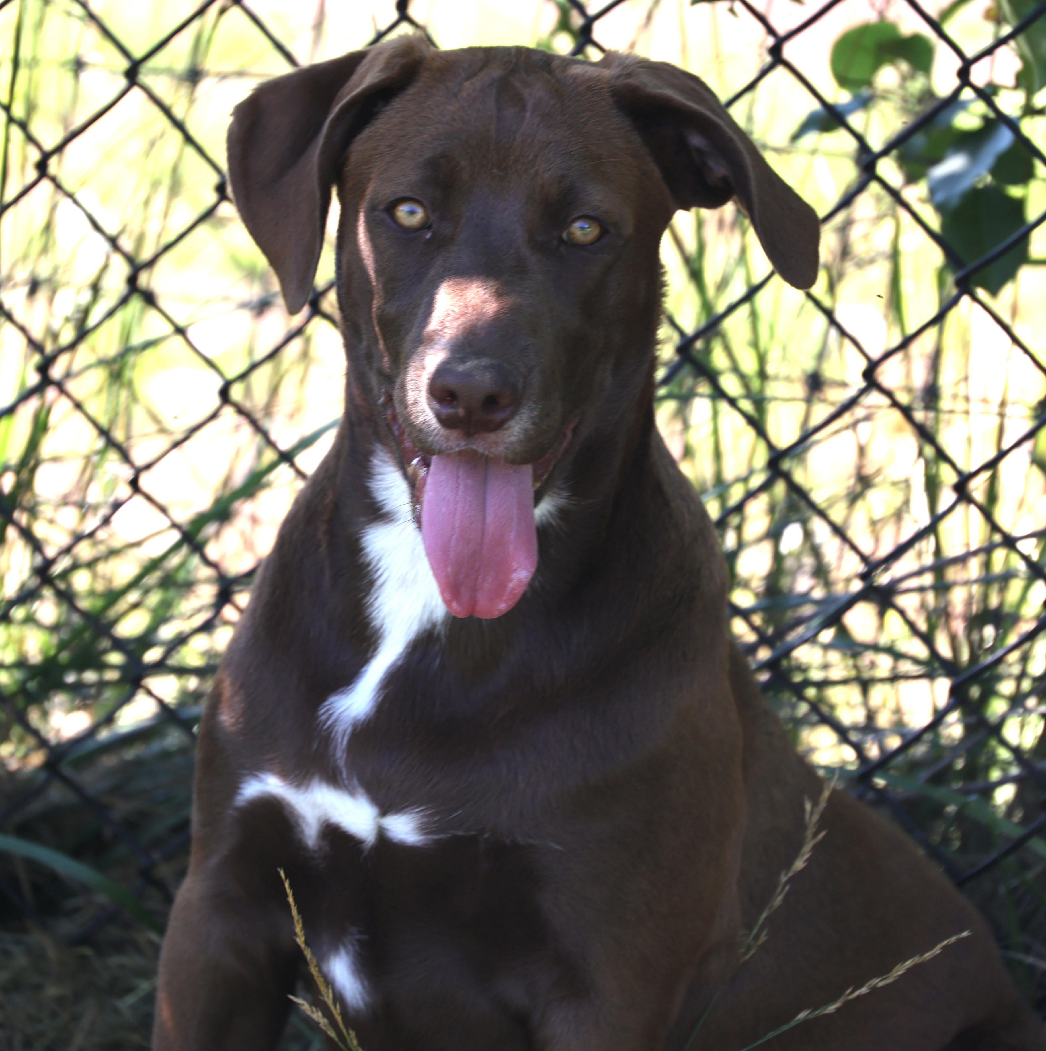Rosie-Available www.lhar.dog to apply, adoptable, Puppy Female Labrador Retriever & Hound.