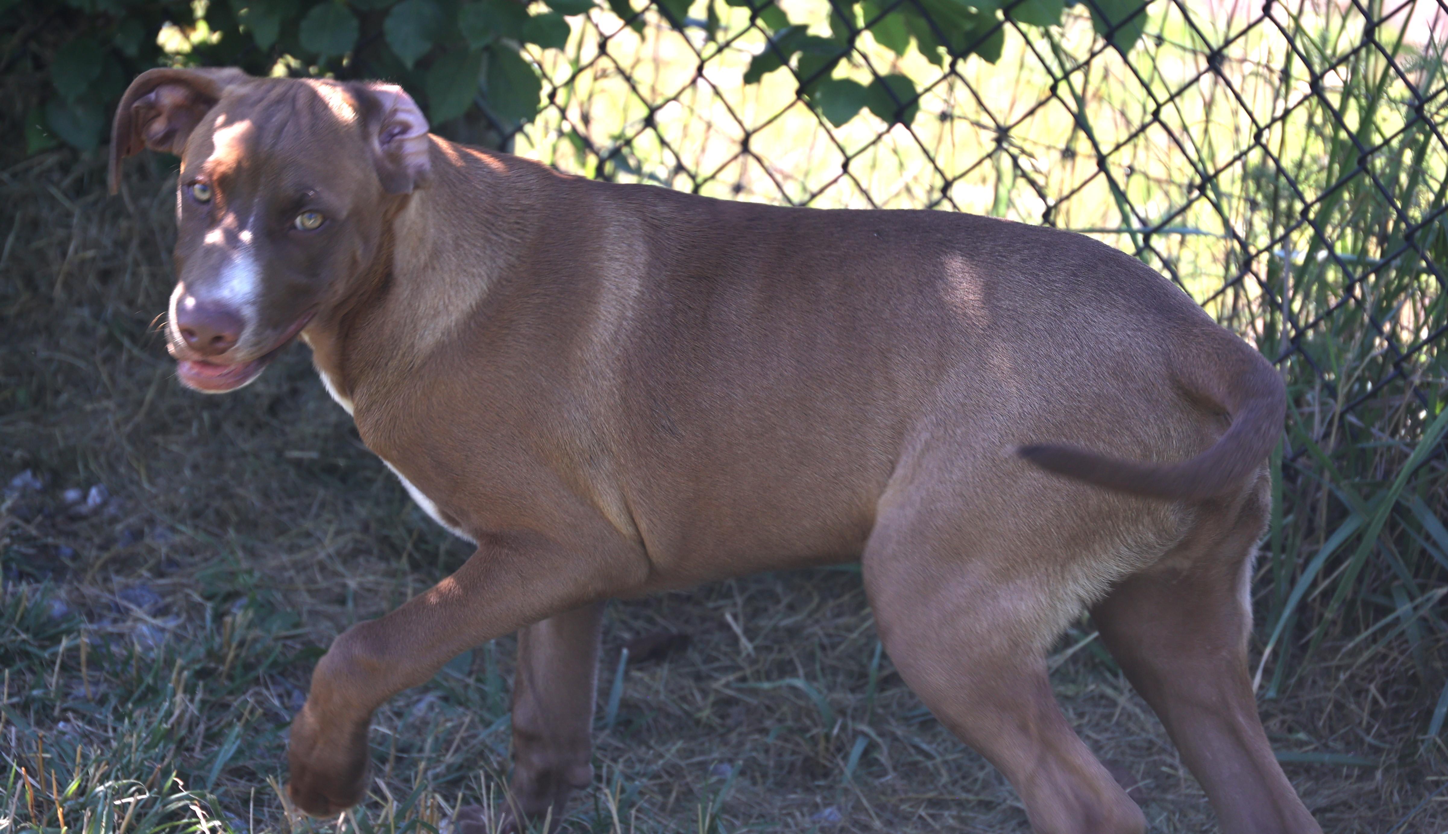 Enlarge Rosie-Available www.lhar.dog to apply, an adoptable mixed breed in Frederick, MD image 3/6