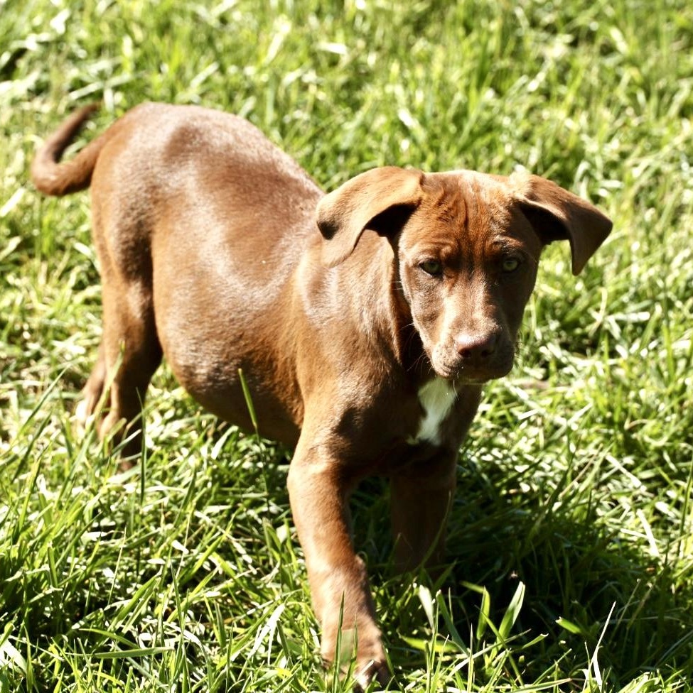 Enlarge Rosie-Available! www.lhar.dog to apply! , an adoptable mixed breed in Frederick, MD image 3/5