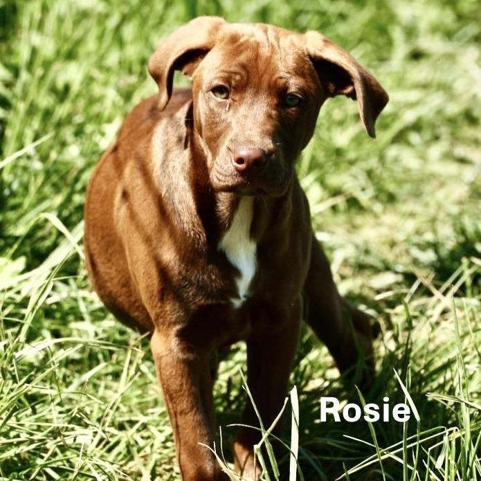Enlarge Rosie-Available @Petsmart 5/17! www.lhar.dog to apply! , an adoptable mixed breed in Frederick, MD image 2/6