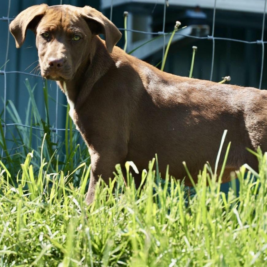 Enlarge Rosie-Available! www.lhar.dog to apply! , an adoptable mixed breed in Frederick, MD image 2/5