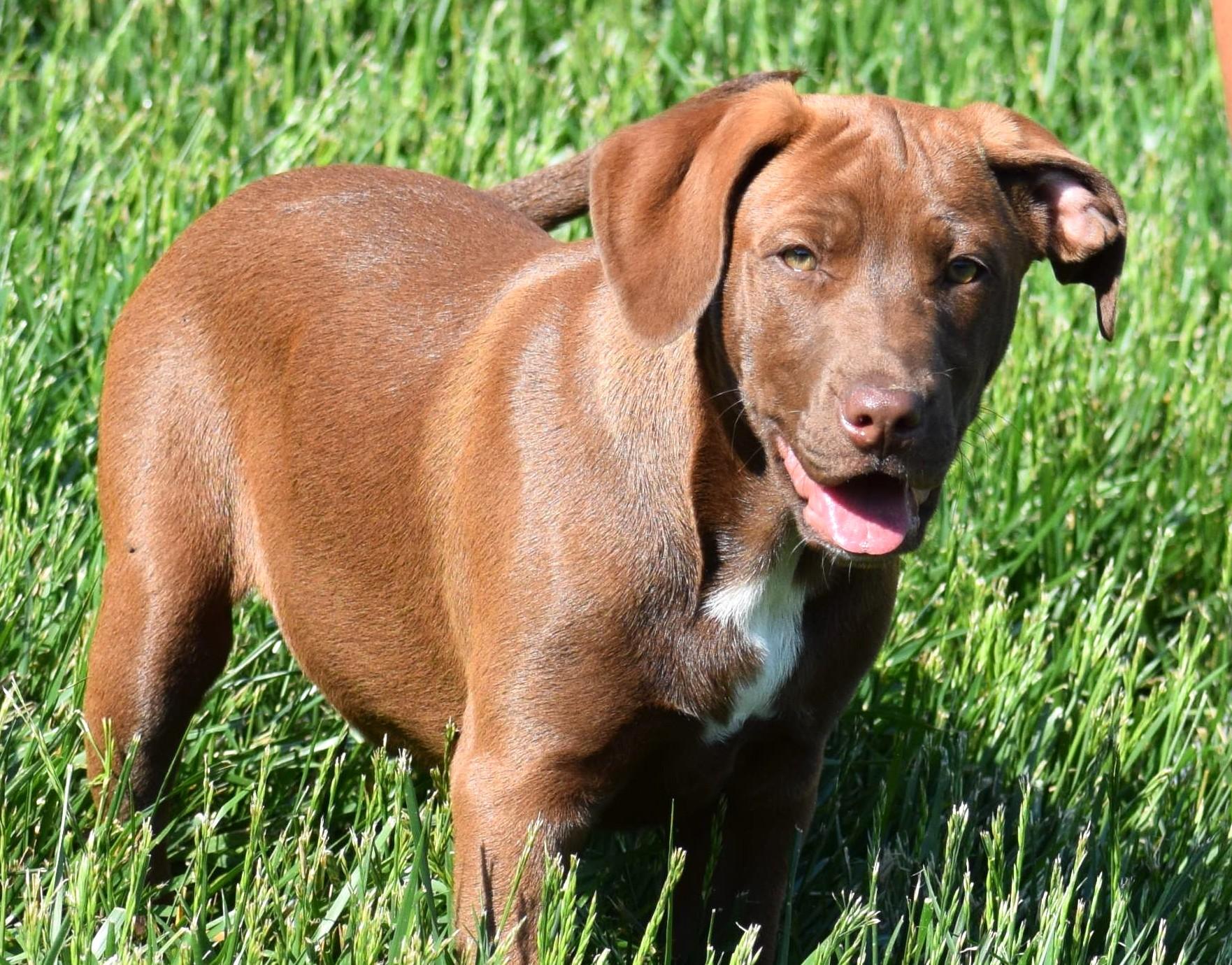 Enlarge Rosie-Available www.lhar.dog to apply, an adoptable mixed breed in Frederick, MD image 5/6