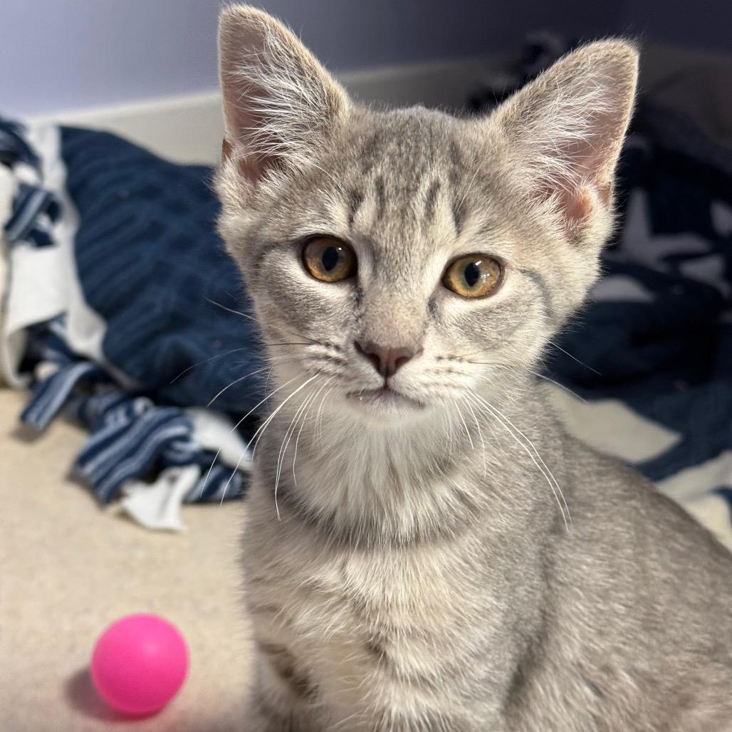 Dill, adopted, Kitten Male Domestic Short Hair.