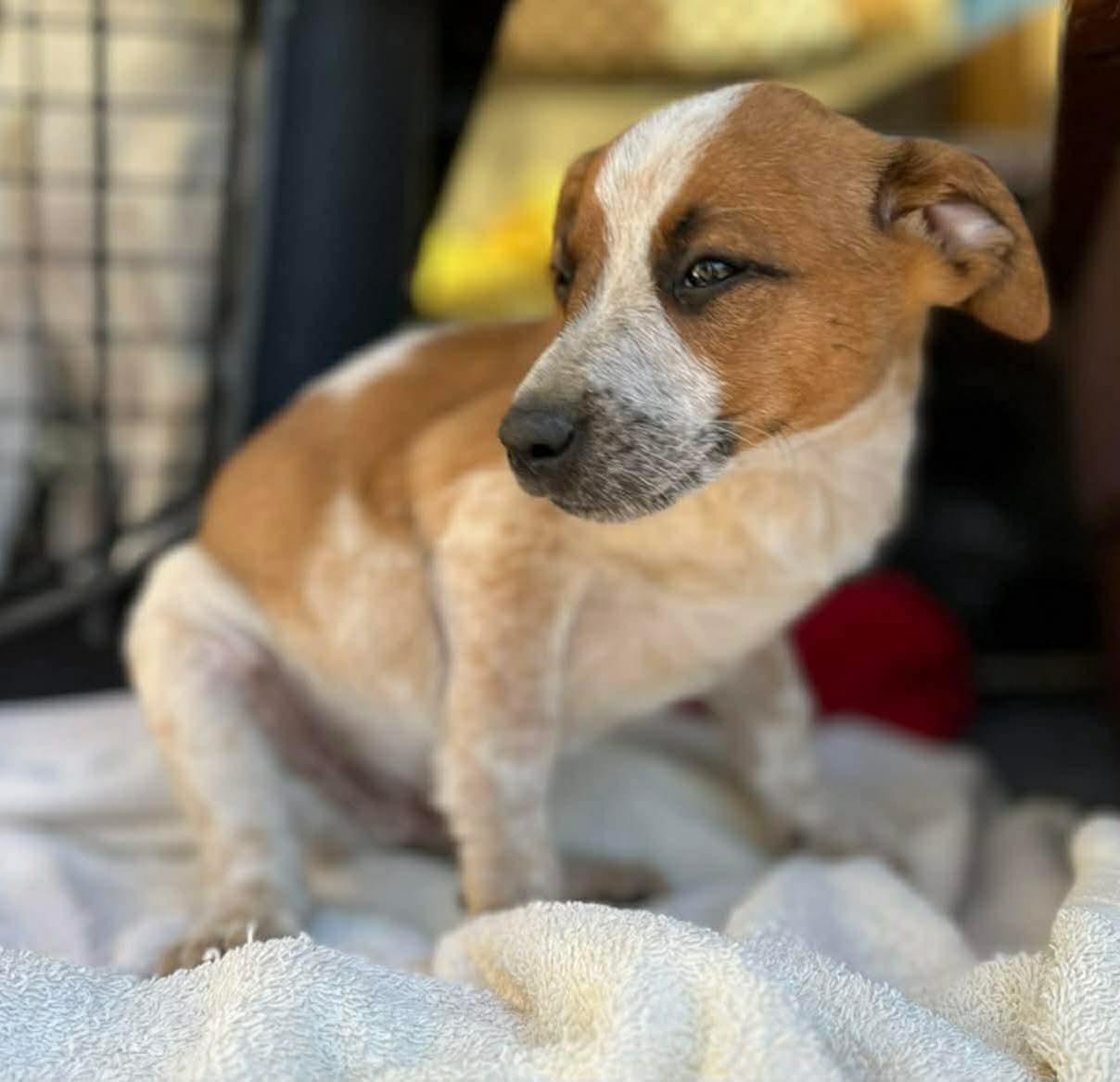 Enlarge Enzo, a ADOPTABLE mixed breed in Centerville, TN image 2/2