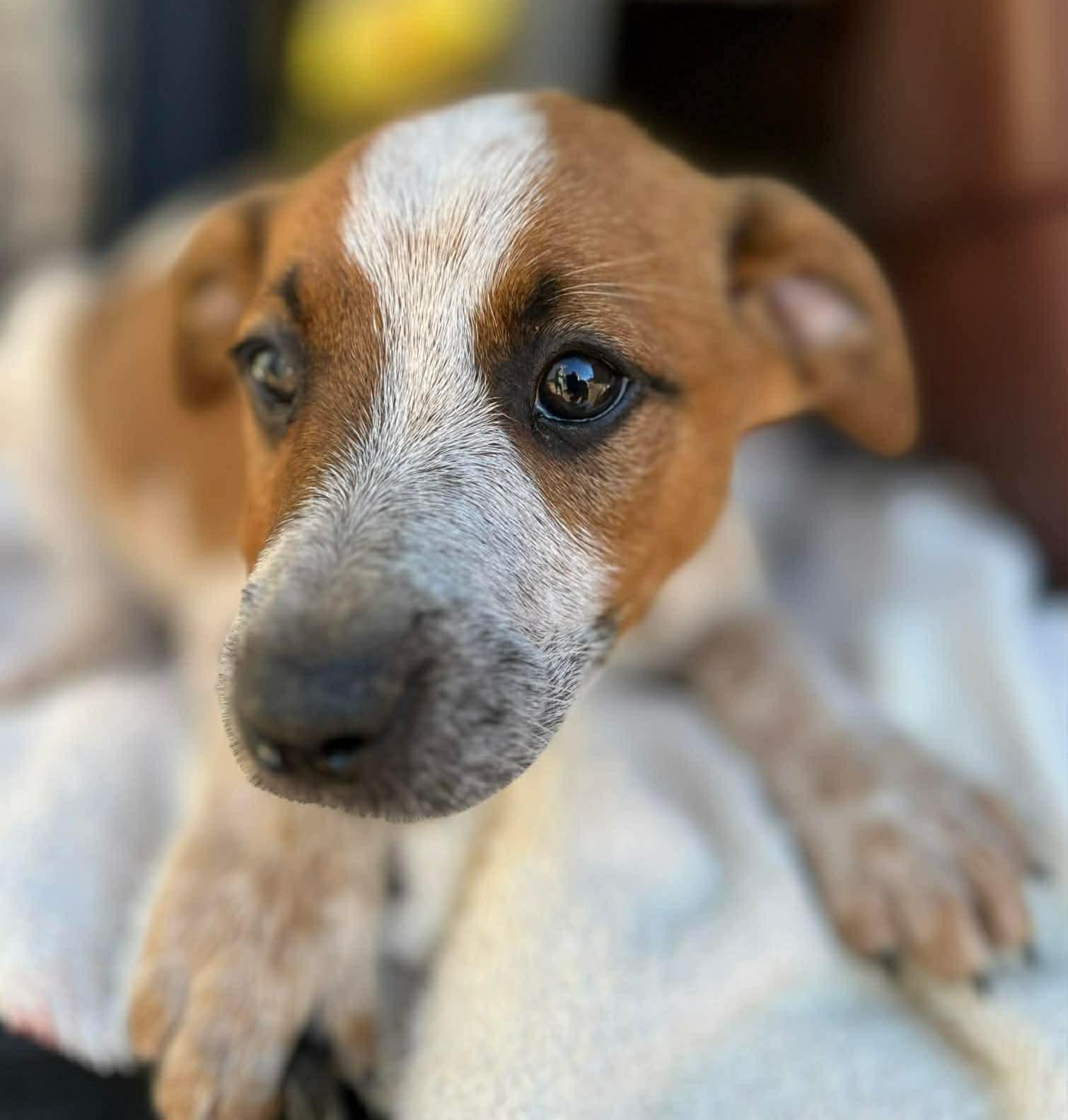 Enzo, ADOPTABLE, Puppy Male Cattle Dog.
