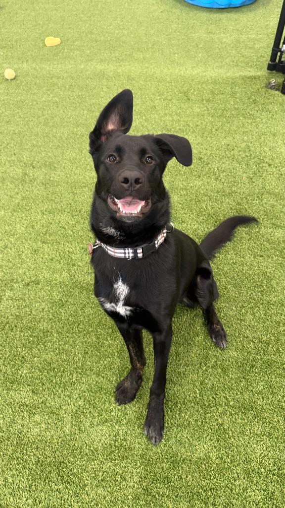 Cozumel, a Adoptable mixed breed in Phoenix, AZ image 1/6
