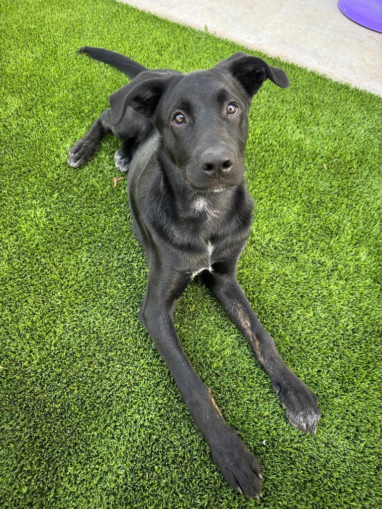 Cozumel, a Adoptable mixed breed in Phoenix, AZ image 2/6