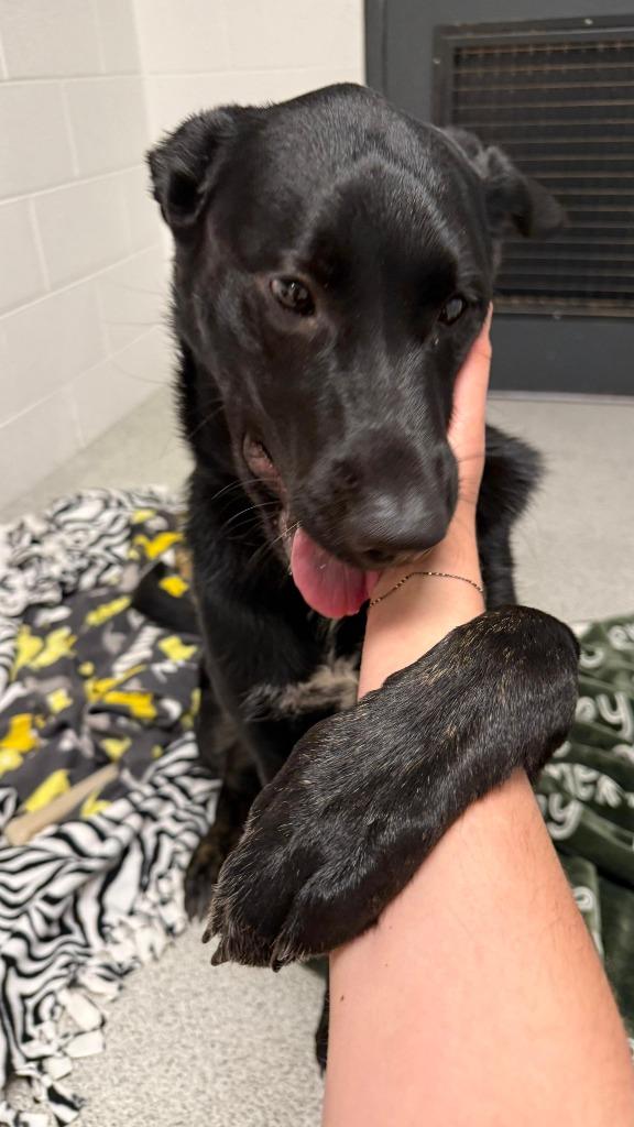 Cozumel, a Adoptable mixed breed in Phoenix, AZ image 3/6