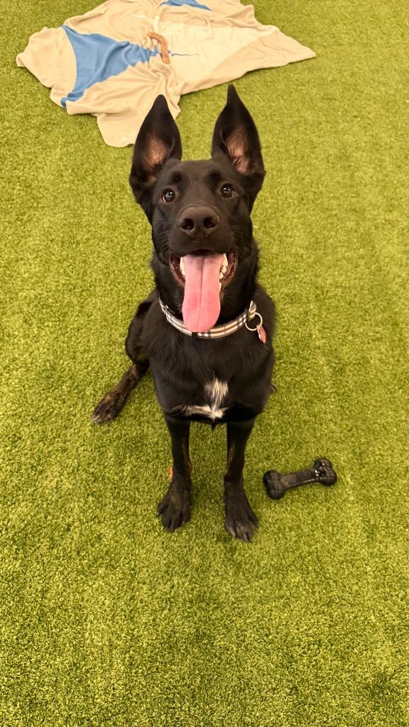 Cozumel, a Adoptable mixed breed in Phoenix, AZ image 4/6