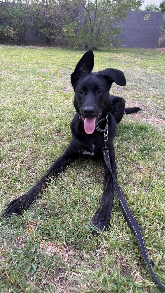 Cozumel, a Adoptable mixed breed in Phoenix, AZ image 5/6