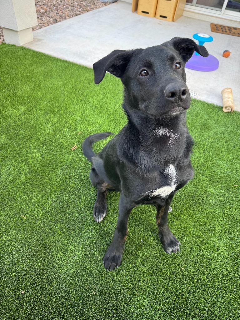 Cozumel, a Adoptable mixed breed in Phoenix, AZ image 6/6
