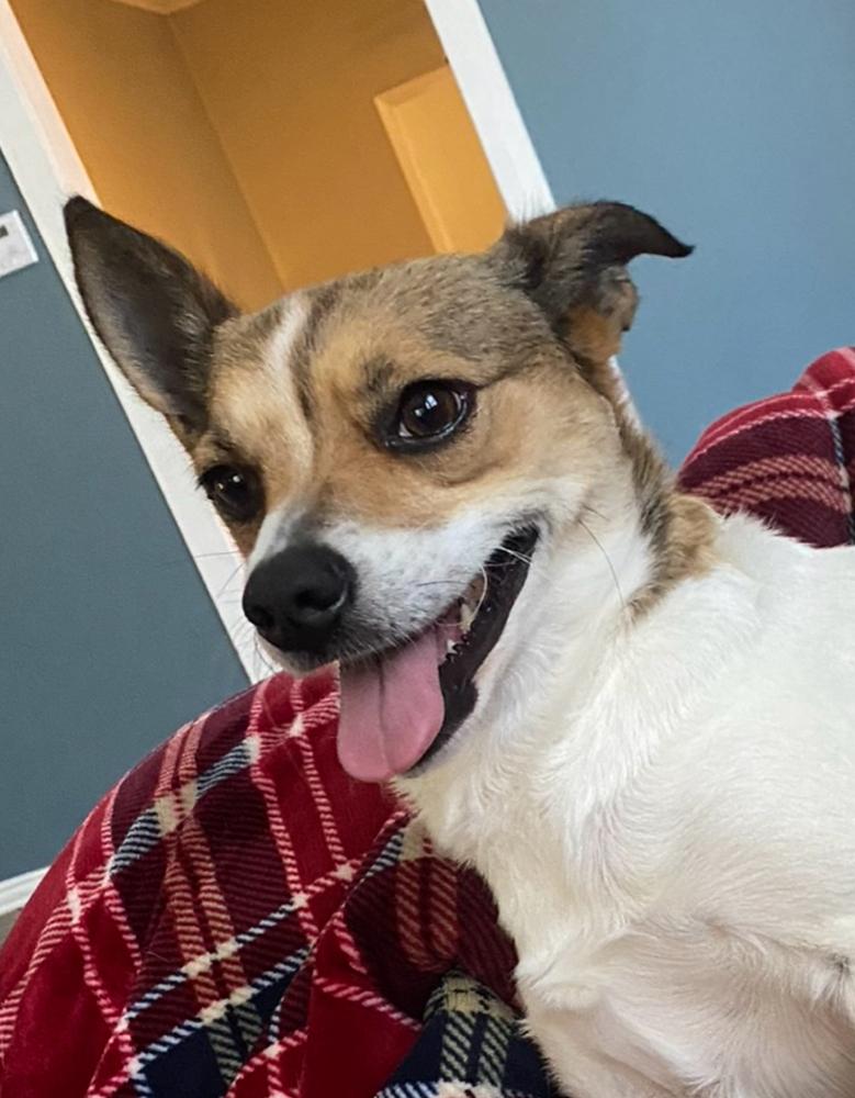 Enlarge Apple, a Adoptable mixed breed in Plumerville, AR image 1/6