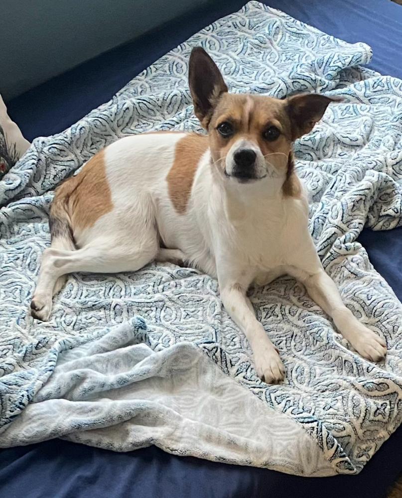 Enlarge Apple, a Adoptable mixed breed in Plumerville, AR image 3/6