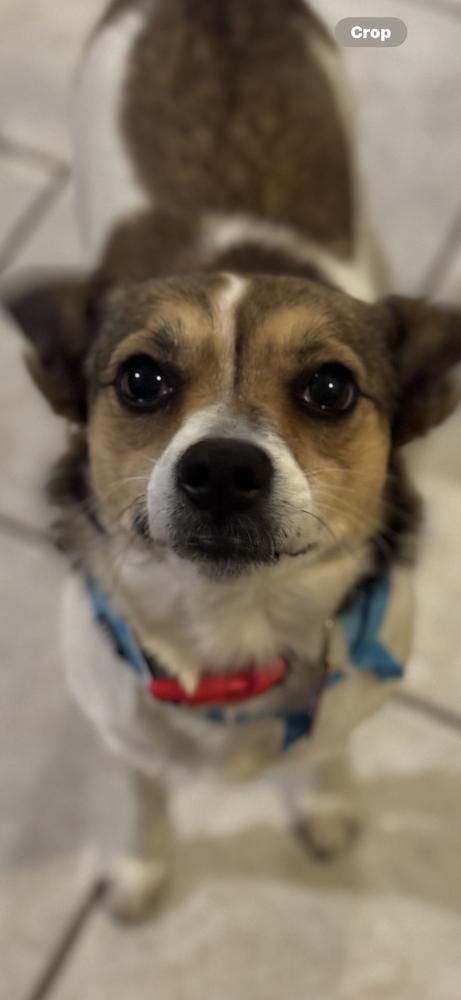 Enlarge Apple, a Adoptable mixed breed in Plumerville, AR image 4/6