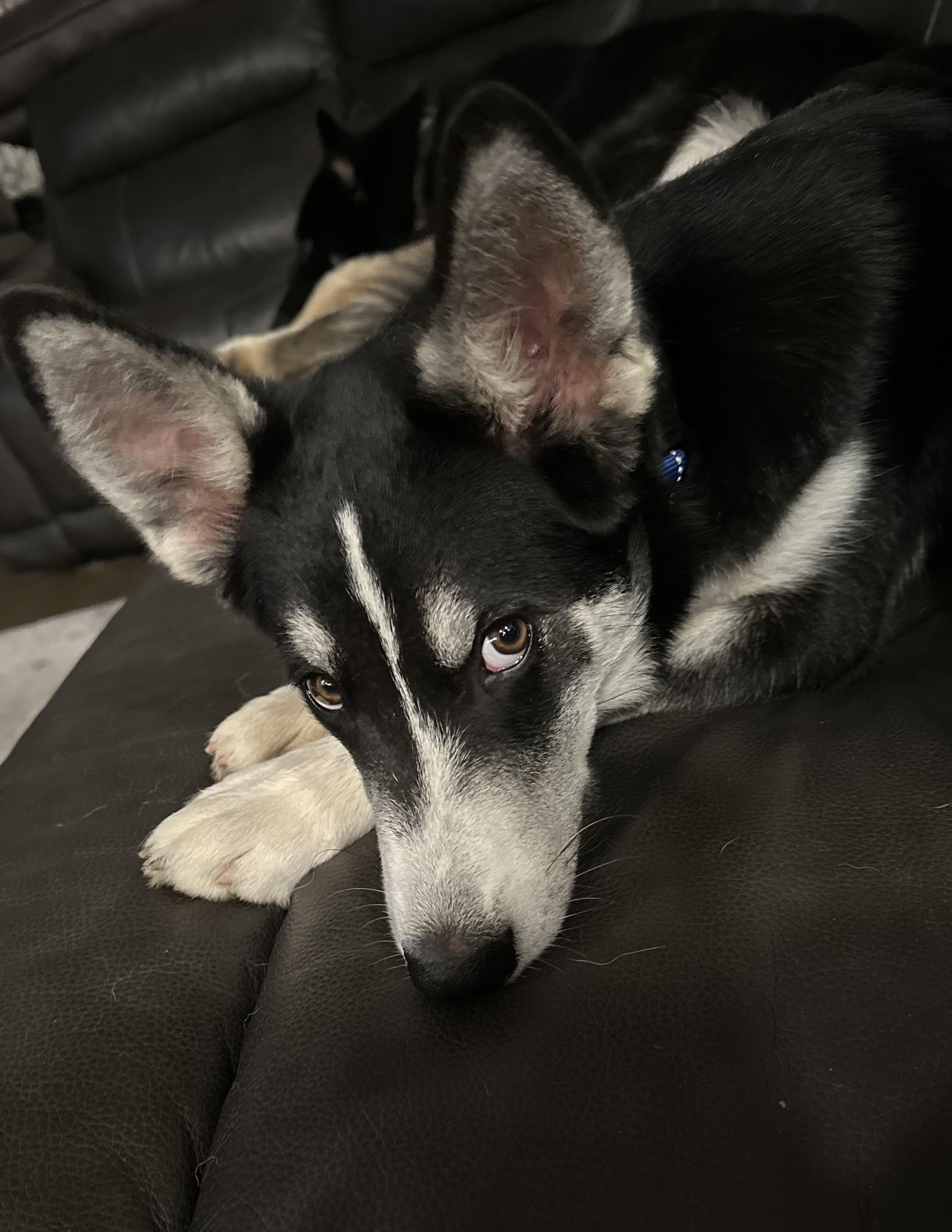 Max, Adoptable, Puppy Male German Shepherd Dog & Siberian Husky.