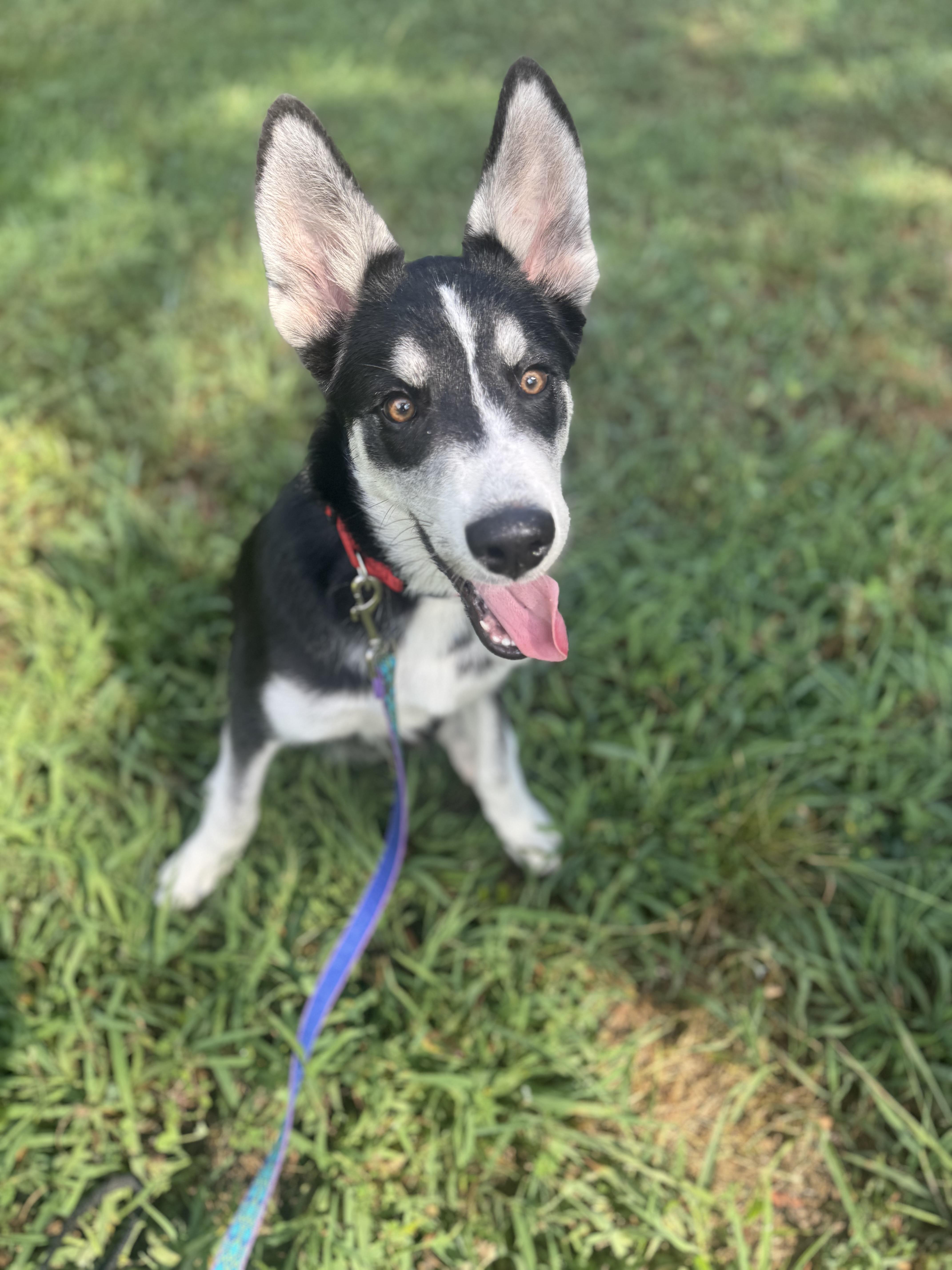 Max, a Adoptable mixed breed in Cumming, GA image 4/4