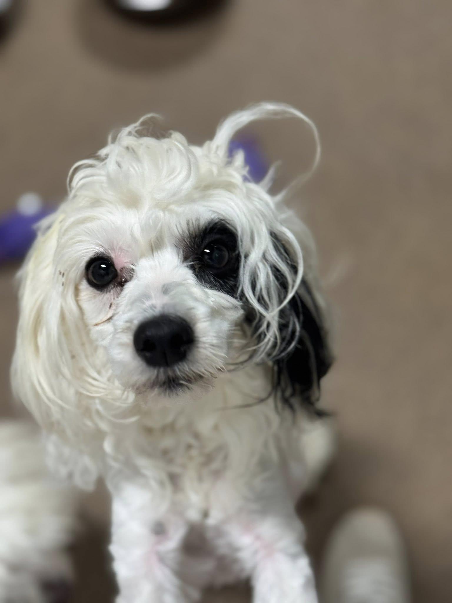Petey