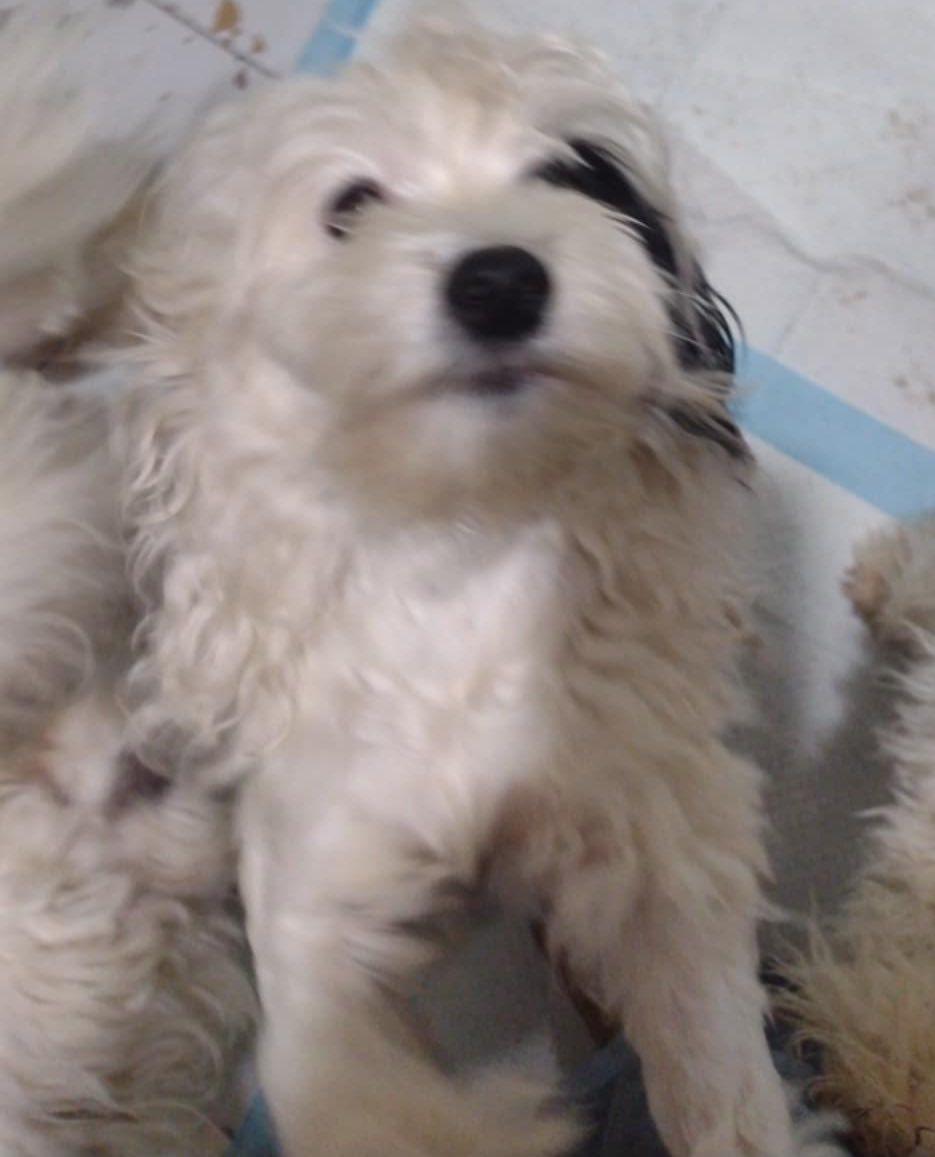 Petey