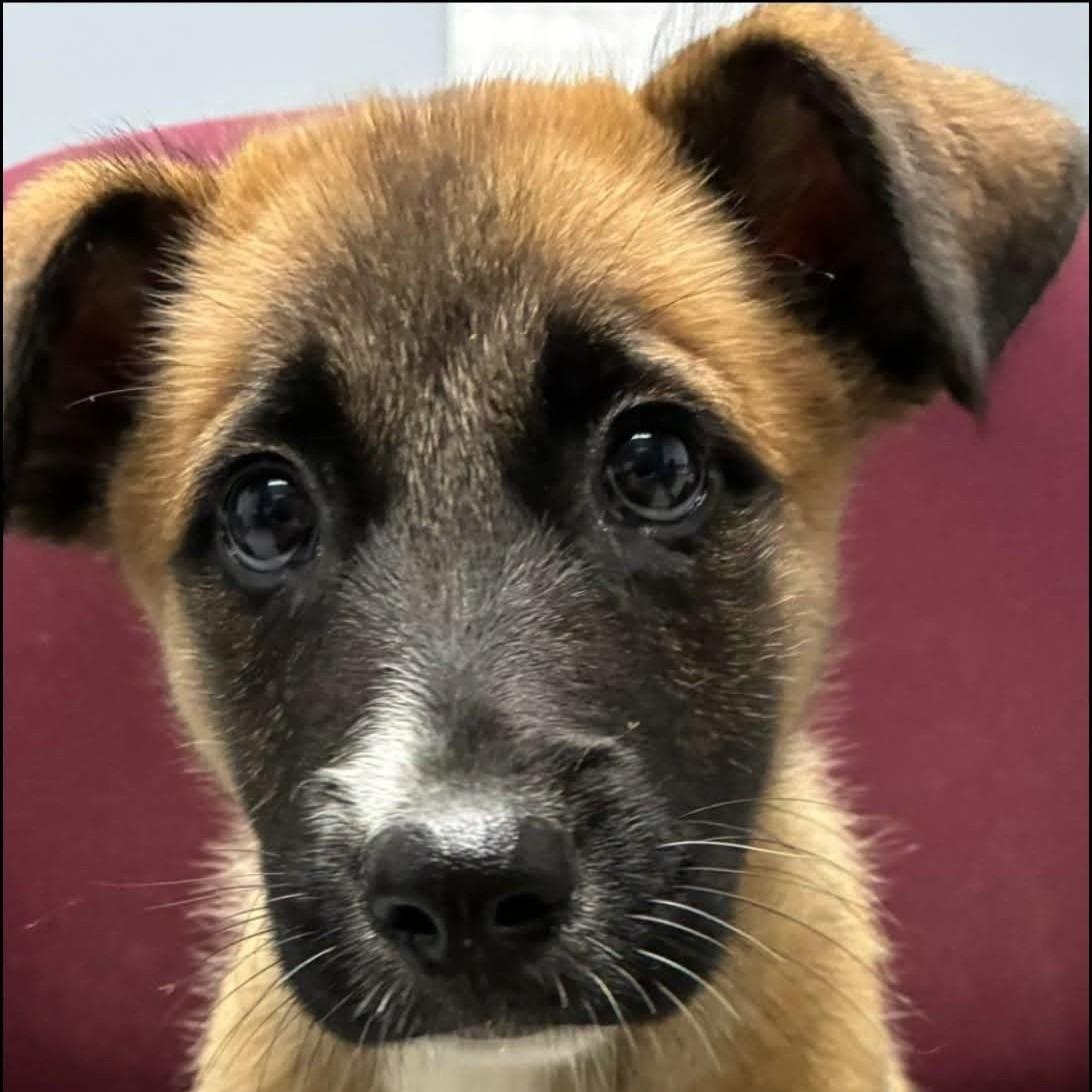 Enlarge Smudge, a Adoptable mixed breed in Potomac, MD image 1/1