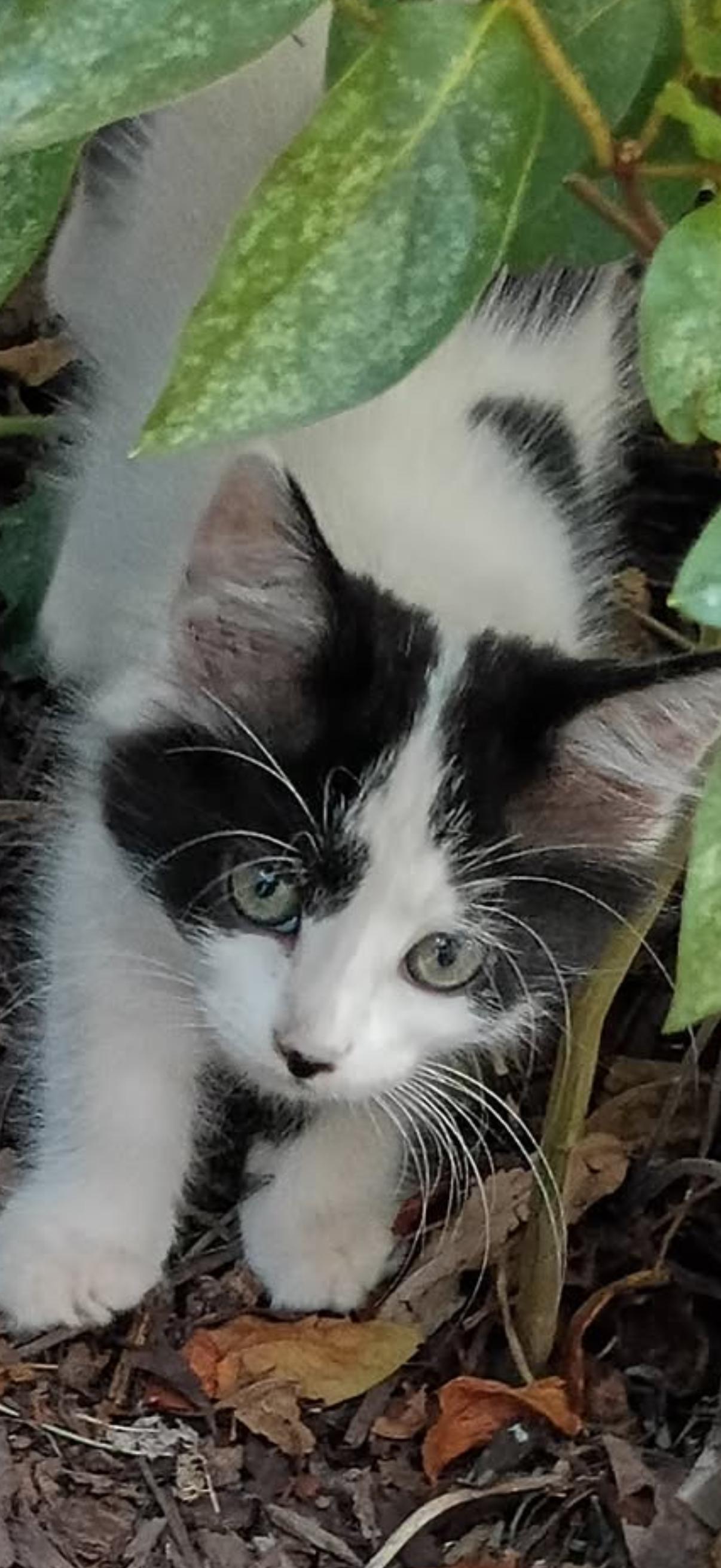 Maxine, Adoptable, Kitten Female Domestic Medium Hair.