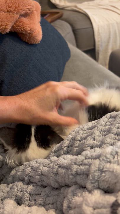 Enlarge Maxine, a Adoptable Domestic Medium Hair in Marvin, NC video 2/2