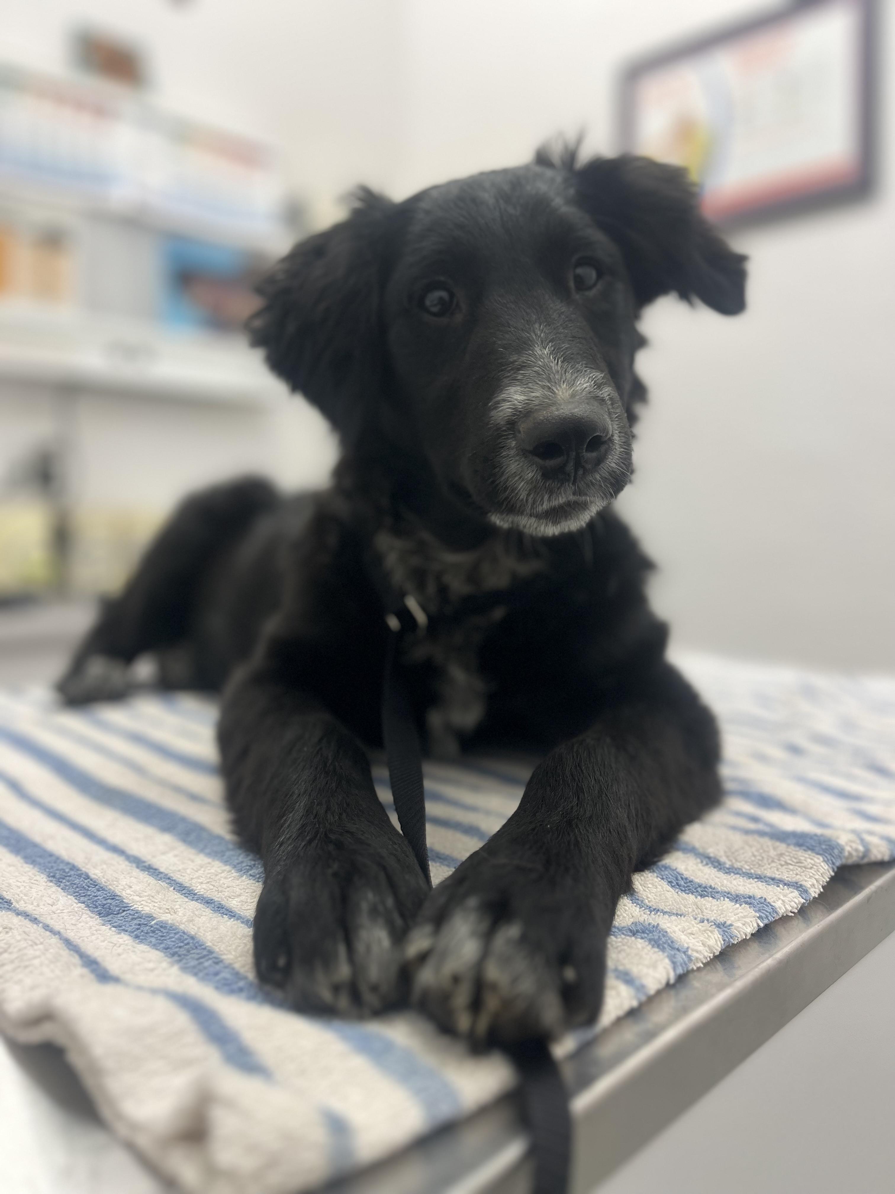 Onyx, Adoptable, Puppy Female Australian Shepherd.