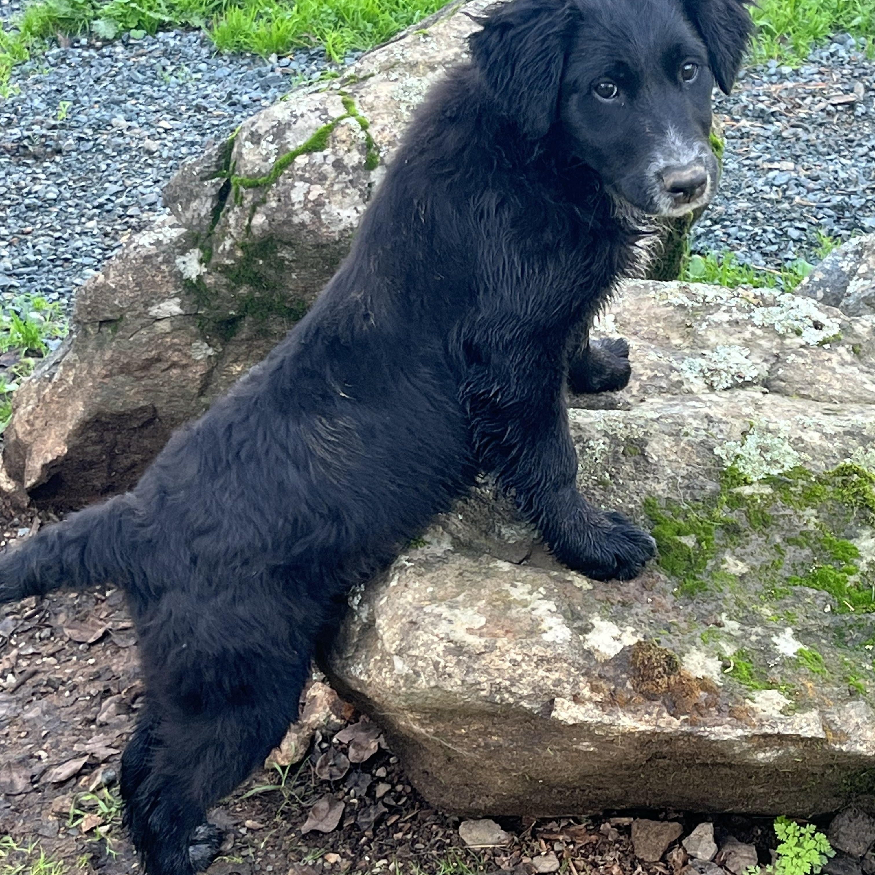 Onyx, a Adoptable mixed breed in Rough And Ready, CA image 3/5