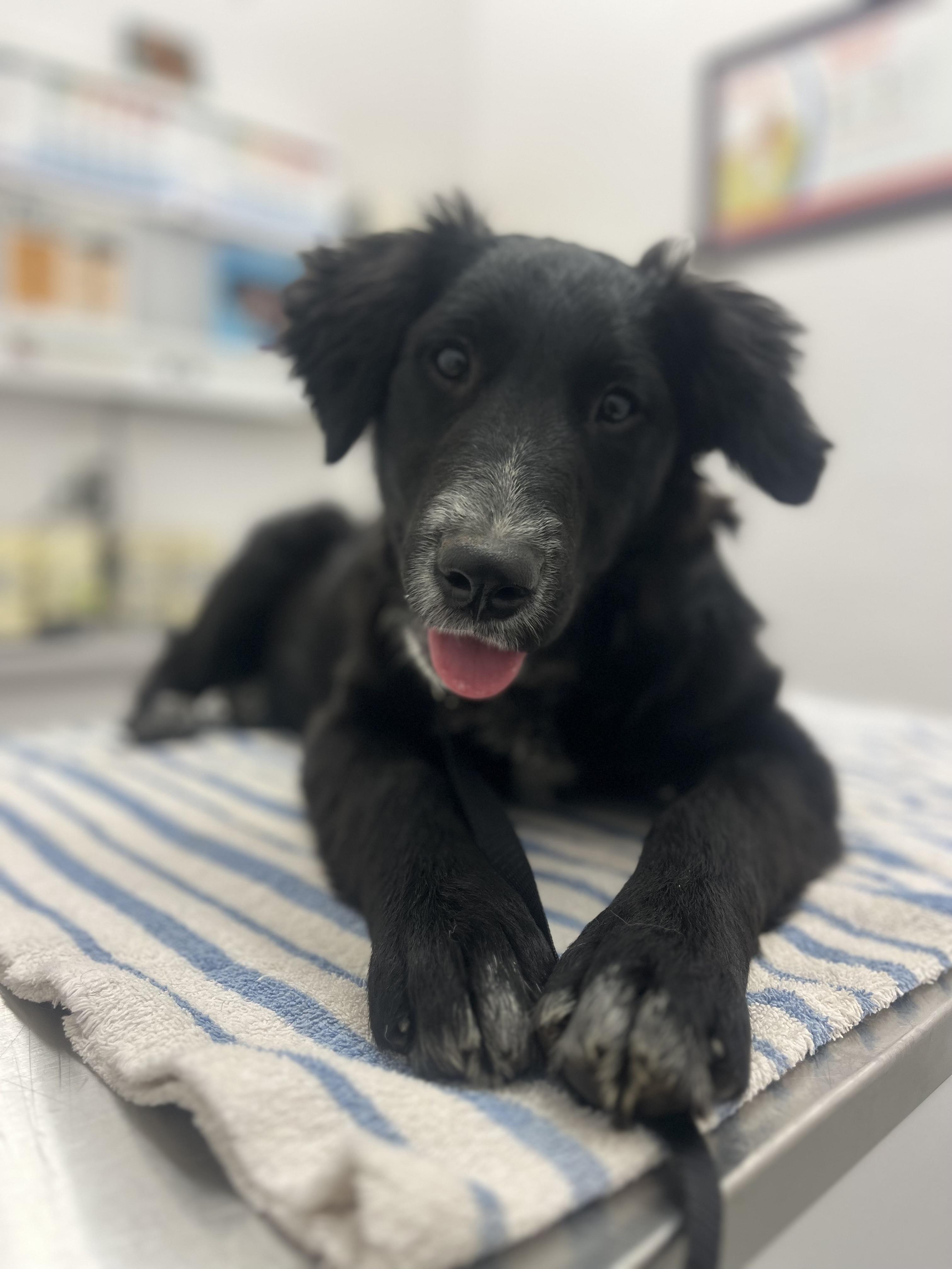 Onyx, a Adoptable mixed breed in Rough And Ready, CA image 4/5