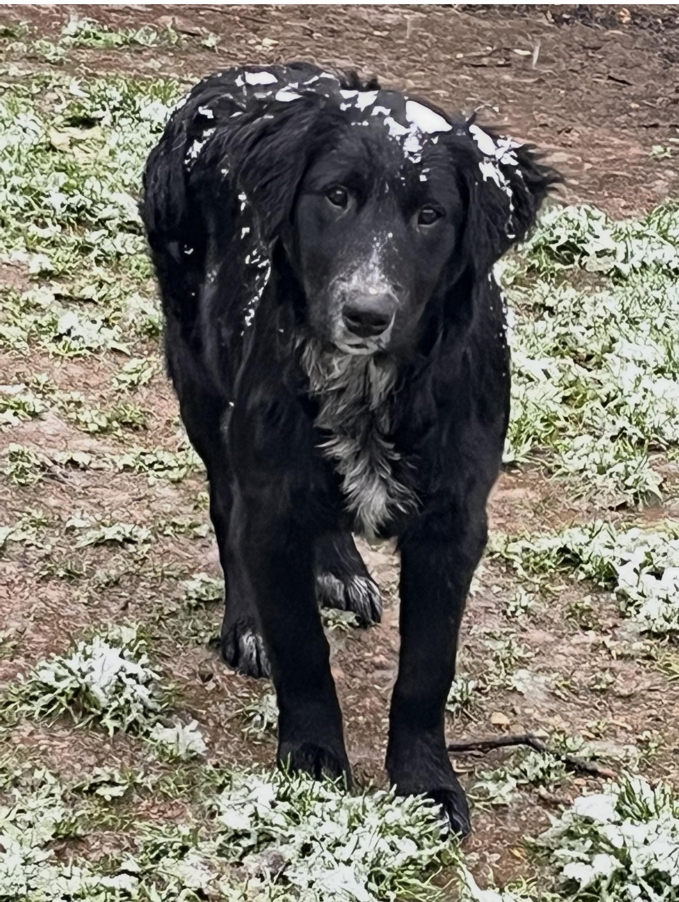 Onyx, a Adoptable mixed breed in Rough And Ready, CA image 5/5