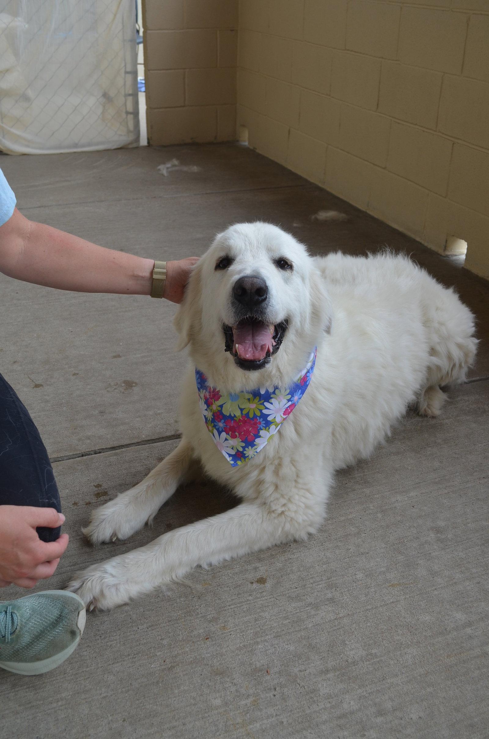 Enlarge Oceana, a Adopted Great Pyrenees in McKinney, TX image 1/3