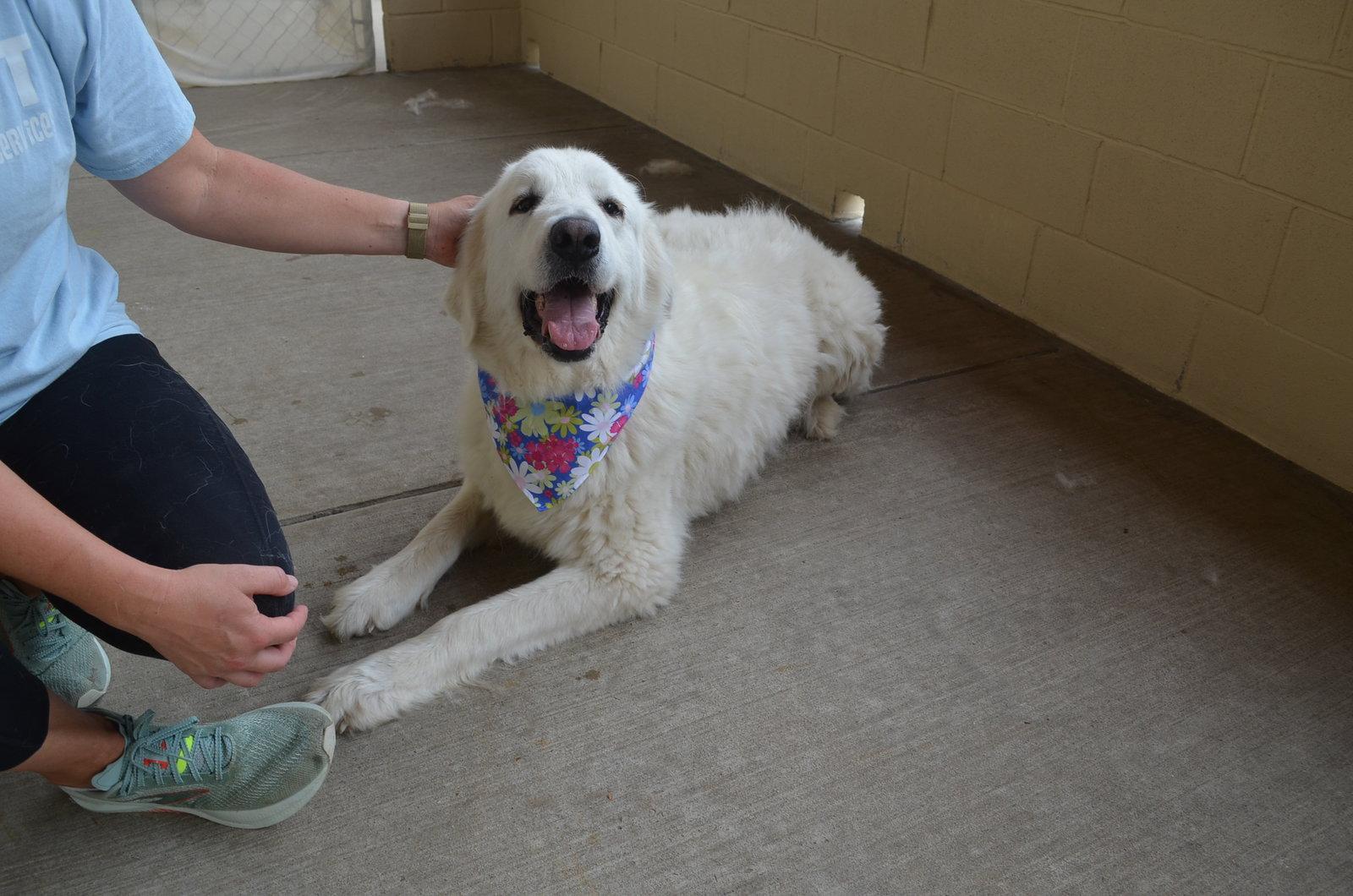 Enlarge Oceana, a Adopted Great Pyrenees in McKinney, TX image 2/3