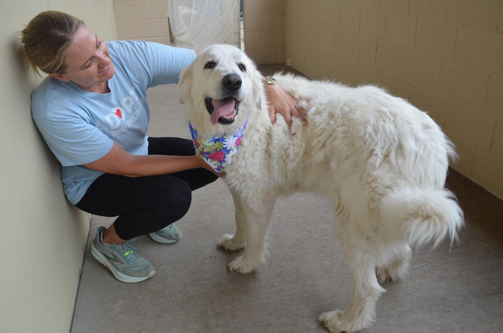 Enlarge Oceana, a Adopted Great Pyrenees in McKinney, TX image 3/3