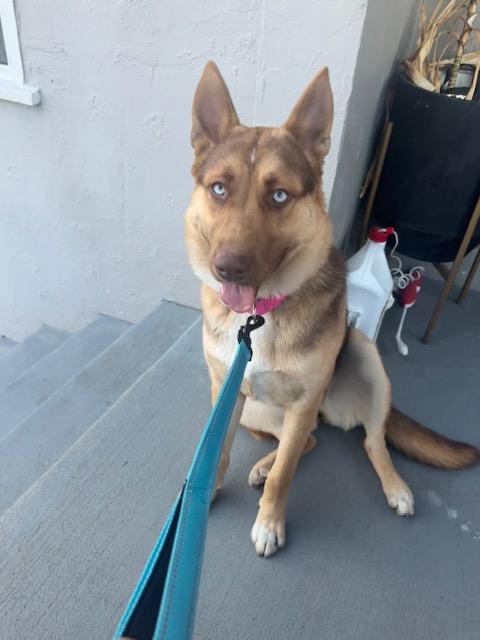 Luna photo 1