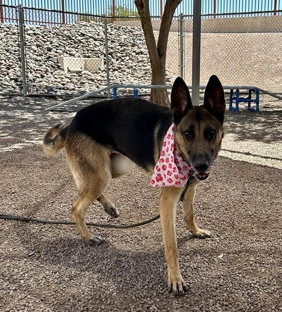 LAVA, Adoptable, Adult Female German Shepherd Dog & Mixed Breed.