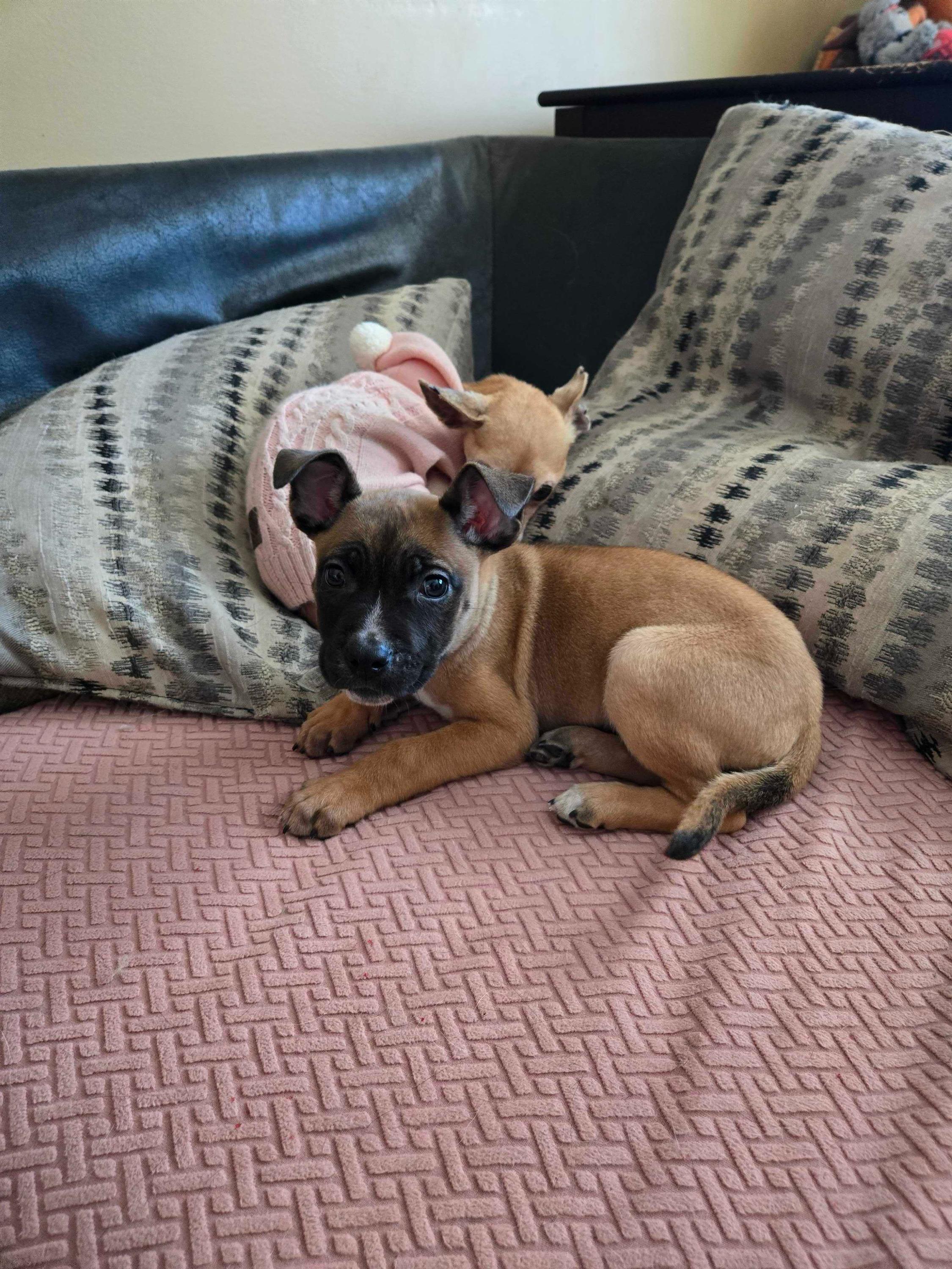 Enlarge Lily, a ADOPTABLE mixed breed in Bowdoin, ME image 1/3