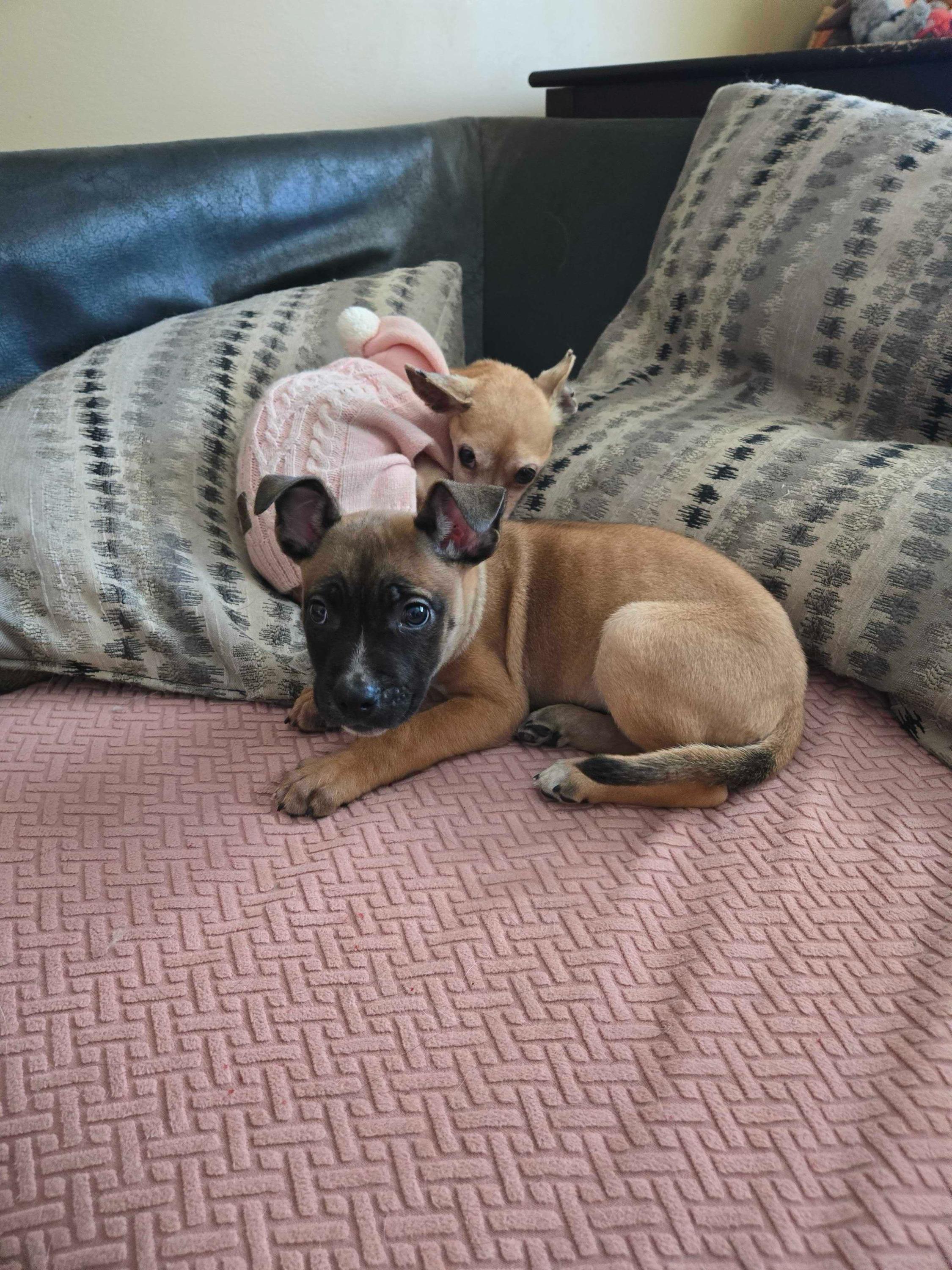 Enlarge Lily, a ADOPTABLE mixed breed in Bowdoin, ME image 2/3