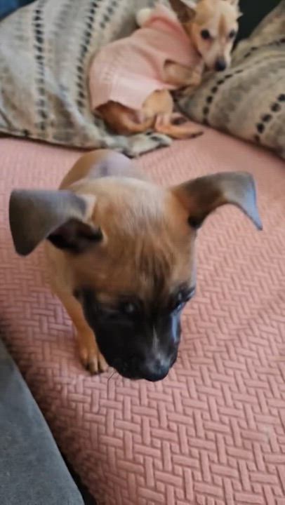 Enlarge Lily, a ADOPTABLE mixed breed in Bowdoin, ME video 3/3