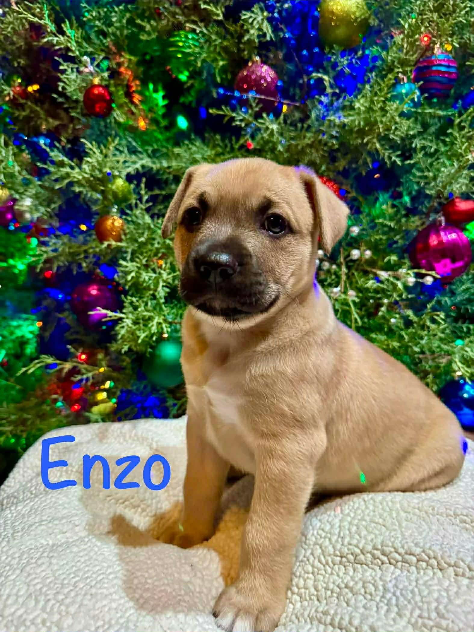 Pine, a Adoptable mixed breed in Walker, LA image 1/2