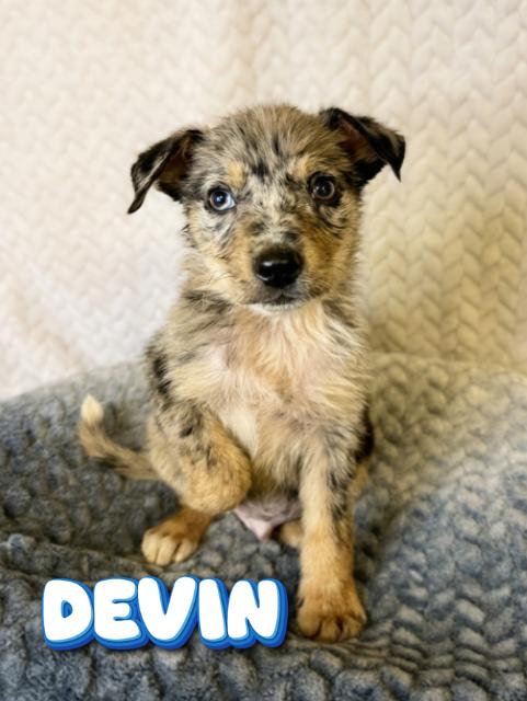 Devin, adopted, Puppy Male Australian Cattle Dog / Blue Heeler.