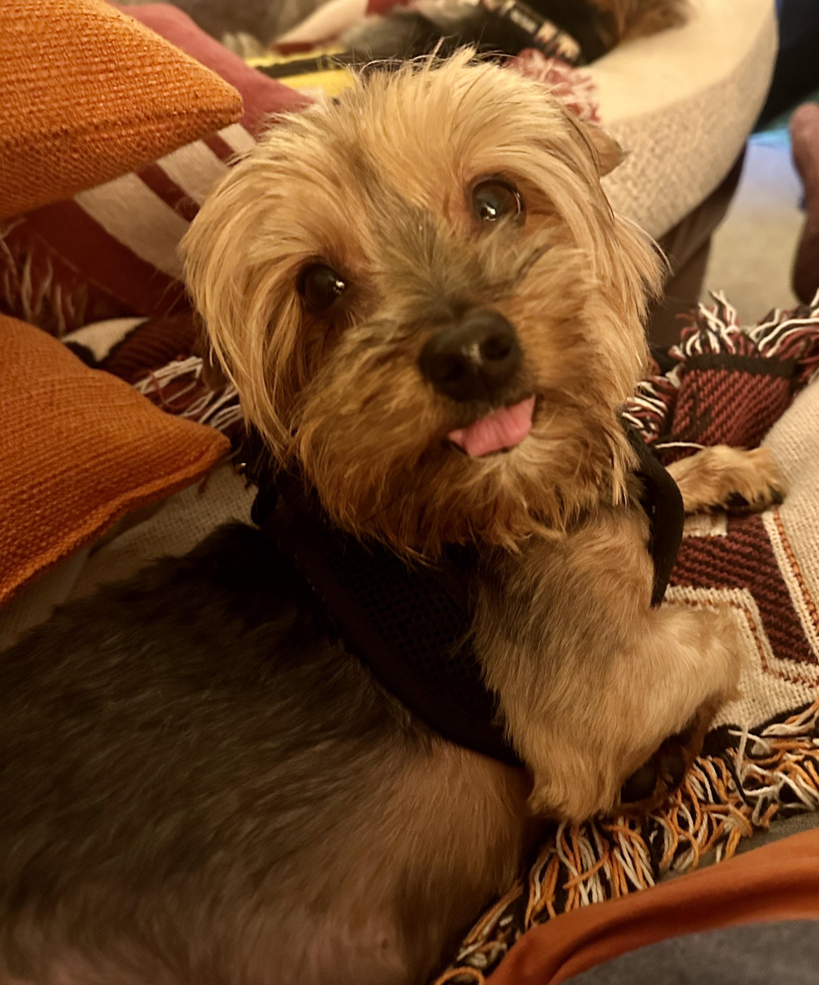Scout photo 1