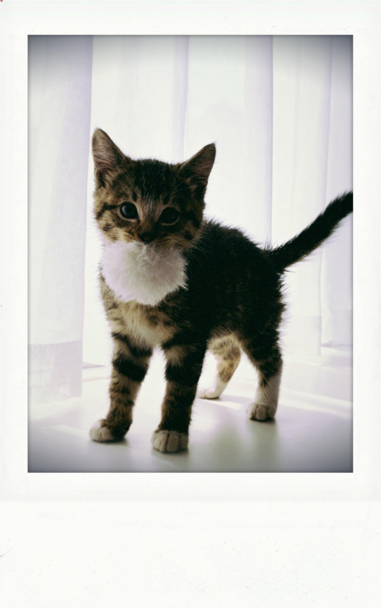 Enlarge Sammy, a ADOPTABLE Domestic Short Hair in Bonney Lake, WA image 2/3