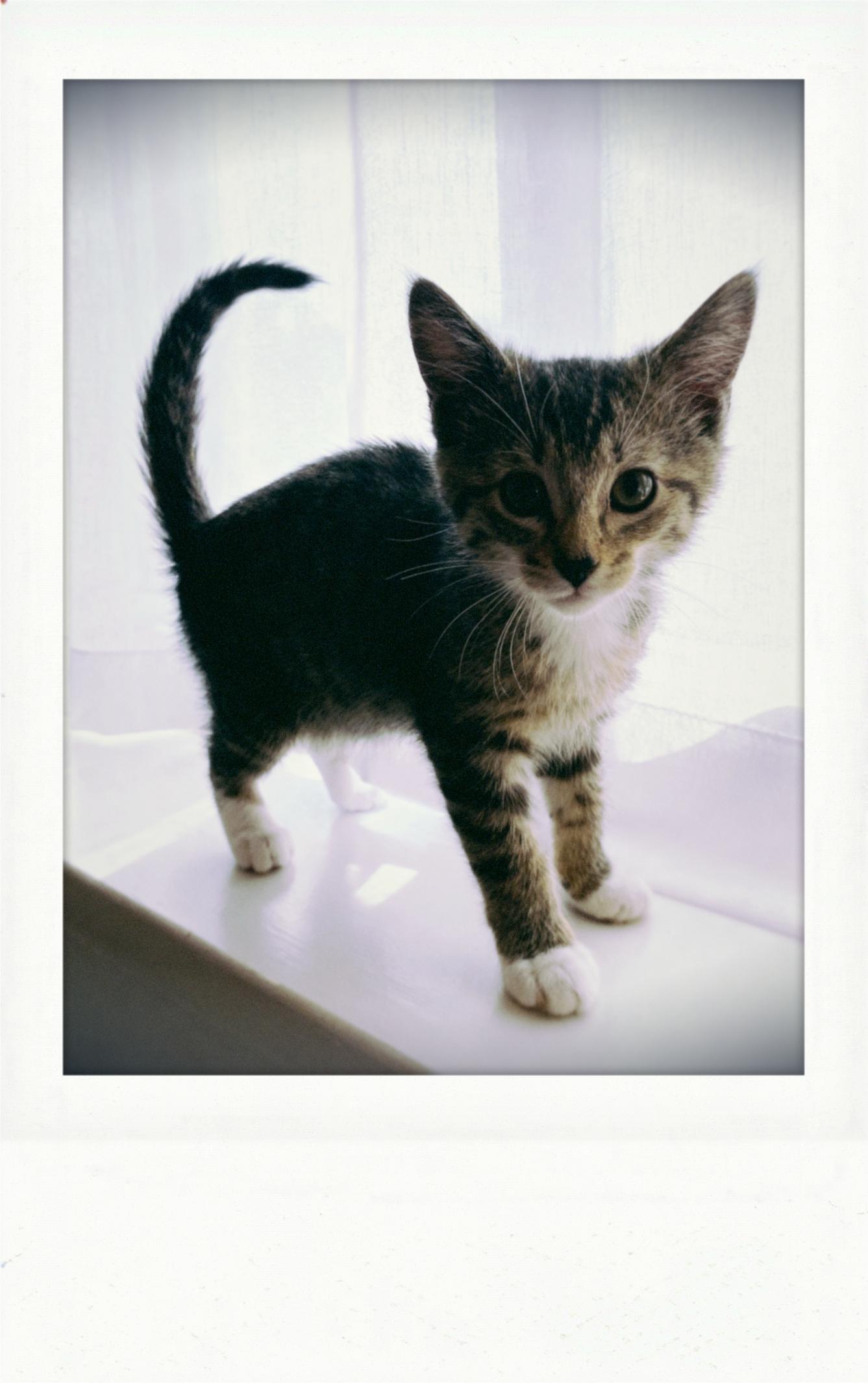 Enlarge Sammy, a ADOPTABLE Domestic Short Hair in Bonney Lake, WA image 3/3