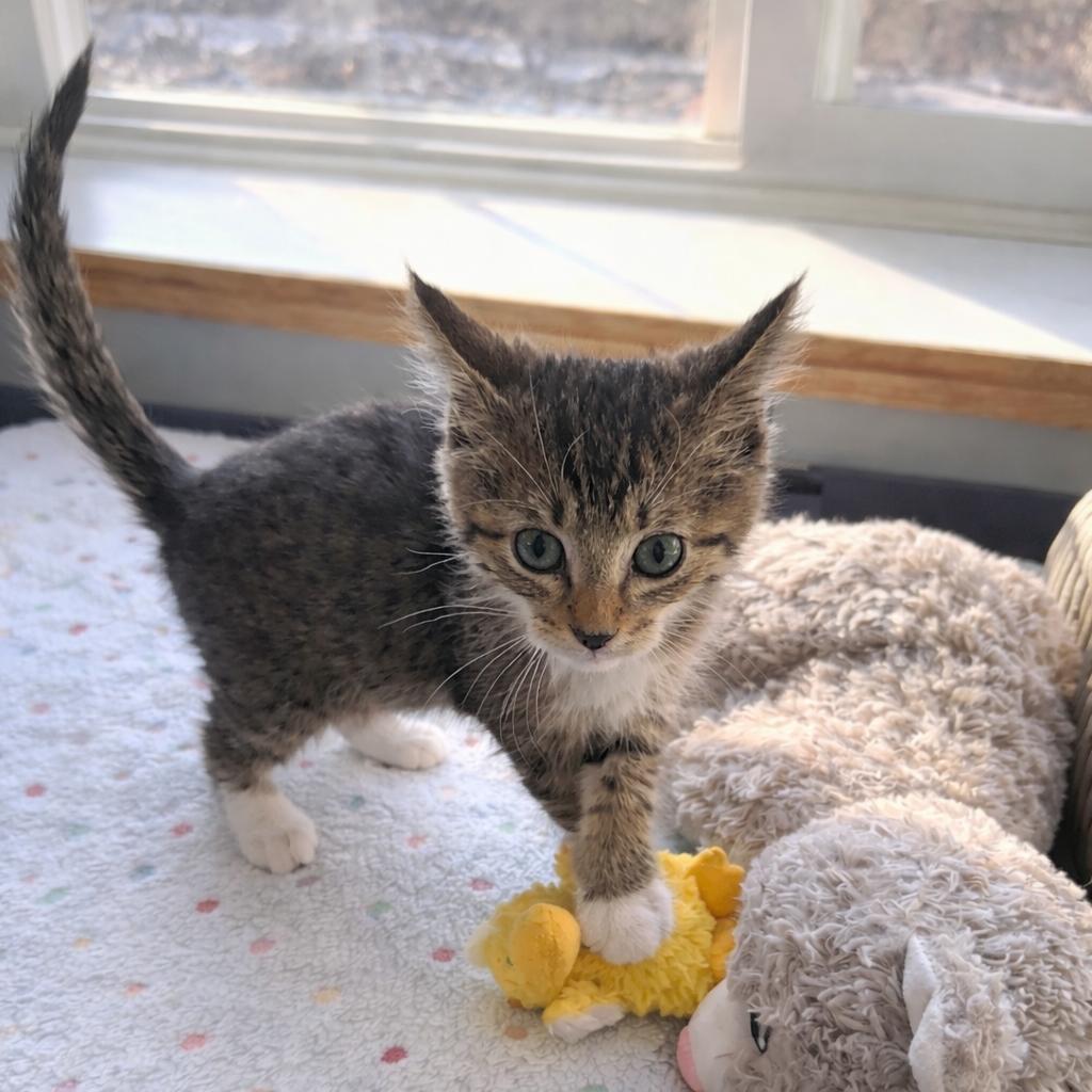 Sammy, ADOPTABLE, Kitten Male Domestic Short Hair.