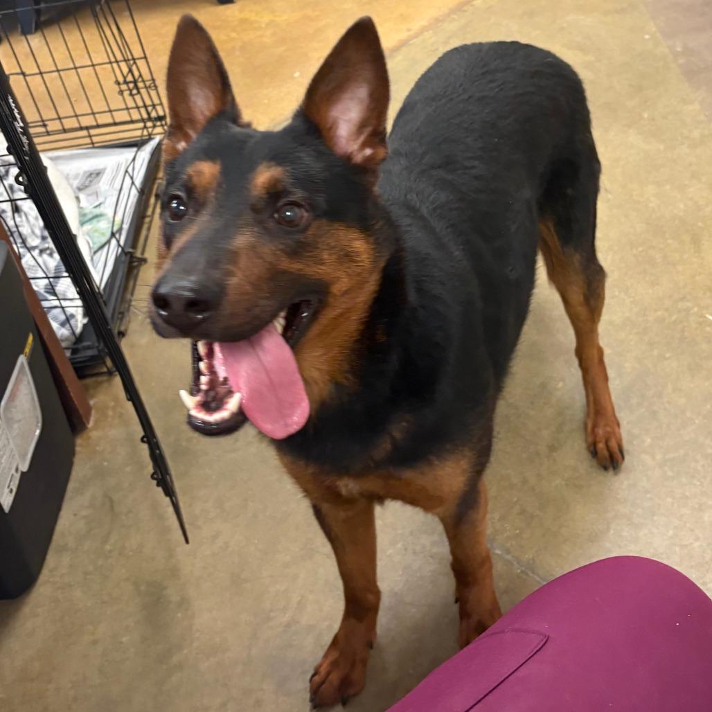 Newskie, Adoptable, Adult Male Shepherd & Cattle Dog.
