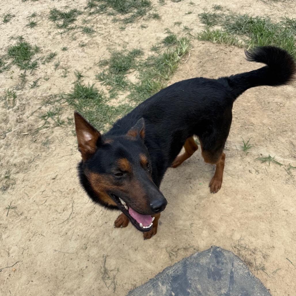 Enlarge Newskie, a Adoptable mixed breed in West Point, MS image 2/6